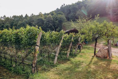 Kuzey İtalya 'daki Güney Tyrol dağlarındaki üzüm bağları, Bolzano' nun yaklaşık 15 km güneyinde..
