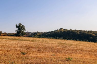 Codevilla yakınlarındaki tarlalar, İtalyan bölgesi Lombardy 'deki Pavia ilinde bir komün.