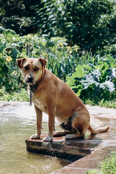 A dog on a farm after swimming in a small pool in the heat