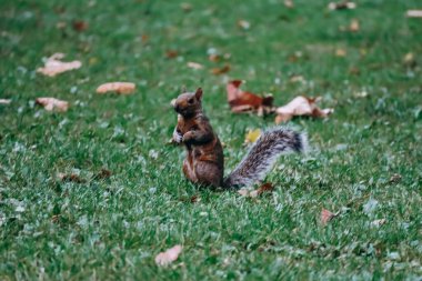 Londra, Birleşik Krallık - 25 Eylül 2023: Londra şehir merkezindeki Hyde Park 'ta bir sincap