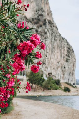 Güney Fransa, Beaulieu sur Mer 'deki Petite Afrique plajı