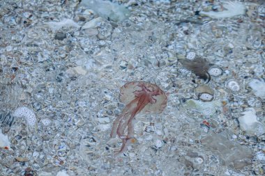 Akdeniz 'de denizanası, Fransa' nın güneyindeki Saint Jean Cap Ferrat kıyısı yakınlarında.