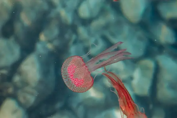 Jellyfish in the Mediterranean Sea near the coast of Saint Jean Cap Ferrat, in the south of France