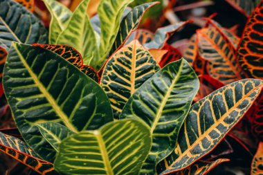 Croton, spurge familyasından geniş bir bitki cinsi, Euphorbiaceae.