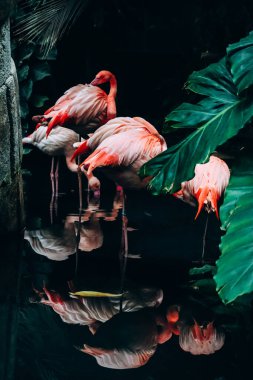 Pembe flamingolar suyun içinde yaprakların arasında duruyor.