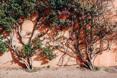 Saint Jean Cap Ferrat 'ta turuncu bir duvarın yanında yetişen güzel begonviller.