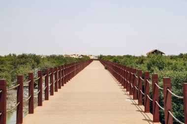 Mangrove ormanları, Katar 'ın doğal harikalarından biri.