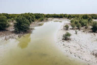Mangrove ormanları, Katar 'ın doğal harikalarından biri.