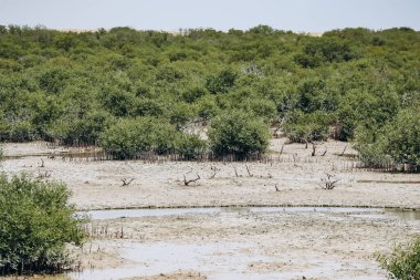 Mangrove ormanları, Katar 'ın doğal harikalarından biri.