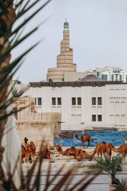 Souq Waqif bölgesindeki Doha 'da develer.