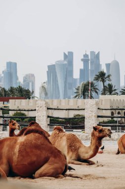 Souq Waqif bölgesindeki Doha 'da develer.