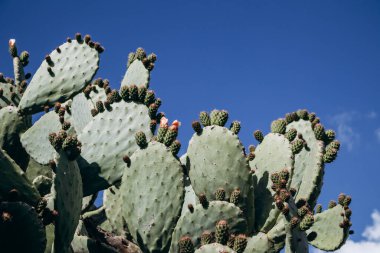Fransız Rivierası 'nda büyüyüp çiçek açan dikenli armut (Opuntia).