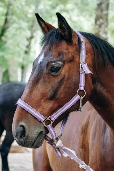 stock image Horse on a farm in Tourettes-sur-Loup, southern France