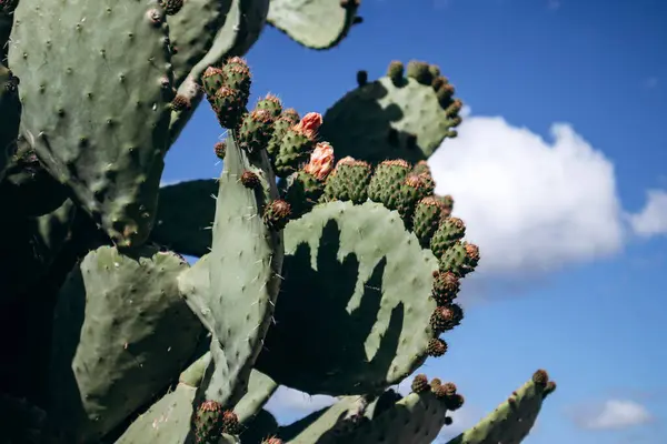 stock image Prickly pear (Opuntia) that grows and blooms on the French Riviera, with the sea in the background