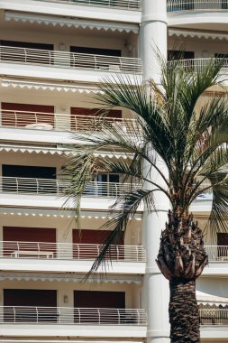 Cannes 'da bir palmiye ağacının yanındaki binanın tipik dış cephesi