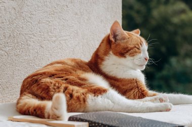 Koca bir kızıl kedi bir evin verandasında uyuyor.