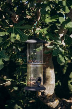 Bird feeder on a fig tree in the garden clipart