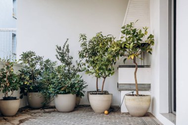 Potted plants on the terrace clipart