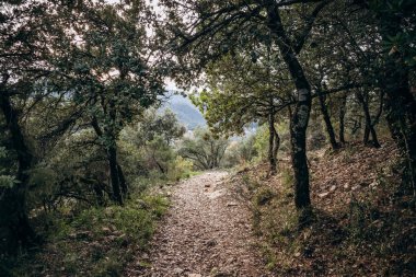 The forest in the surroundings of the Saint-Andre chapel in Orris de la Roquebrussanne clipart