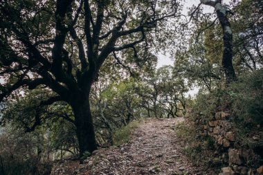 Orris de la Roquebrussanne 'daki Saint Andre kilisesinin çevresindeki orman.