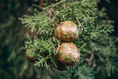Güney Fransa 'da, Cupressus sempervirens (Akdeniz selvisi) konileri