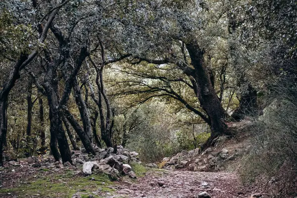 Orris de la Roquebrussanne 'daki Saint Andre kilisesinin çevresindeki orman.