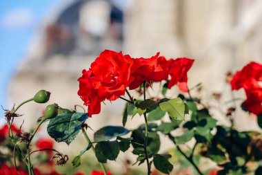 Ecole Militaire 'in yanındaki kırmızı güller Paris' in 7. semtinde.