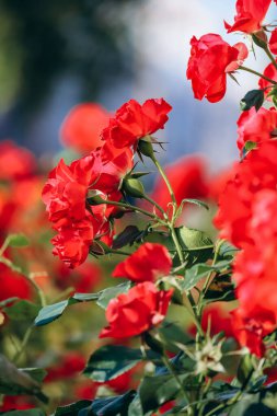 Ecole Militaire 'in yanındaki kırmızı güller Paris' in 7. semtinde.