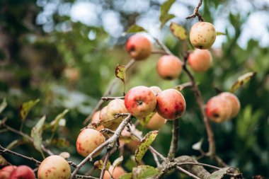 Slovenya 'da bir bahçede dalların üzerinde güzel kırmızı elmalar