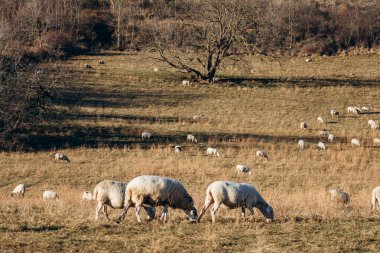 Sheep grazing on Plateau de Gergovie near Clermont-Ferrand at winter sunset clipart