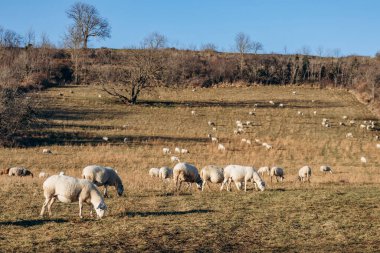 Kış günbatımında Clermont-Ferrand yakınlarında Gergovie platosunda koyun otlatıyorlar.
