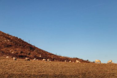 Sheep grazing on Plateau de Gergovie near Clermont-Ferrand at winter sunset clipart