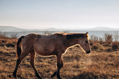 Kış günbatımında Clermont-Ferrand yakınlarında Gergovie platosunda atlar