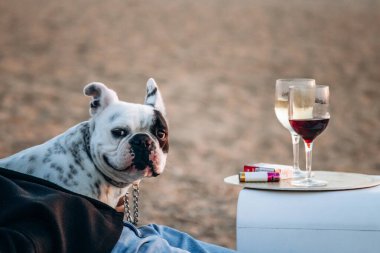 Porto 'da okyanus kıyısında bir buldog ve iki bardak şarap.