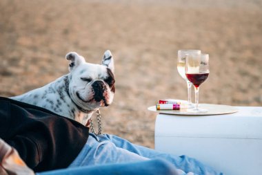 Porto 'da okyanus kıyısında bir buldog ve iki bardak şarap.