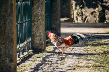 A rooster strolling through the Crystal Palace Gardens (Jardins do Palacio de Cristal), a beautiful park in Porto clipart