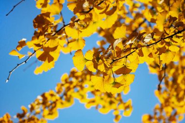 Parlak Sarı Ginkgo Porto 'da Yapraklar