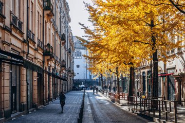 Porto, Portekiz 'in merkezinde tamamen sarı bir ginkgo ağacı.