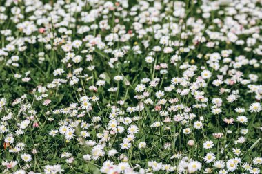 Lawn in a garden covered with small beautiful white flowers