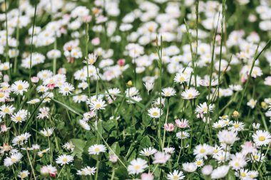 Lawn in a garden covered with small beautiful white flowers