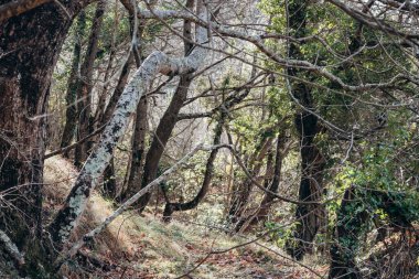 Menton 'un üzerindeki dağların manzarası, Fransa-İtalya sınırında, yerel güney doğası ile Ocak ayında