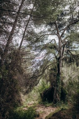 Menton 'un yukarısındaki dağların manzarası, Fransa-İtalya sınırında, ocak ayında yerel güney doğası ile