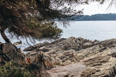 Sainte-Marguerite Adası 'nın manzaralı kıyı manzaraları. Çam ağaçları, kayalık kıyılar ve turkuaz deniz..