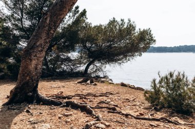 Sainte-Marguerite Adası 'nın manzaralı kıyı manzaraları. Çam ağaçları, kayalık kıyılar ve turkuaz deniz..