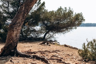 Sainte-Marguerite Adası 'nın manzaralı kıyı manzaraları. Çam ağaçları, kayalık kıyılar ve turkuaz deniz..