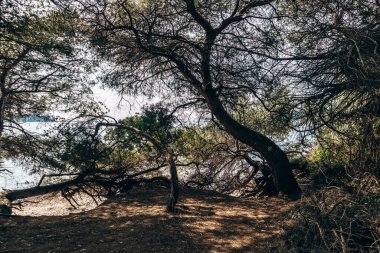 Sainte-Marguerite Adası 'nın manzaralı kıyı manzaraları. Çam ağaçları, kayalık kıyılar ve turkuaz deniz..