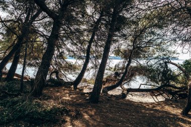 Sainte-Marguerite Adası 'nın manzaralı kıyı manzaraları. Çam ağaçları, kayalık kıyılar ve turkuaz deniz..