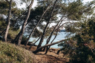 Sainte-Marguerite Adası 'nın manzaralı kıyı manzaraları. Çam ağaçları, kayalık kıyılar ve turkuaz deniz..