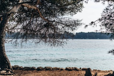 Sainte-Marguerite Adası 'nın manzaralı kıyı manzaraları. Çam ağaçları, kayalık kıyılar ve turkuaz deniz..