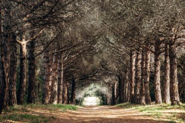 Sainte-Marguerite Adası 'nda güneşli çam ormanı yolu